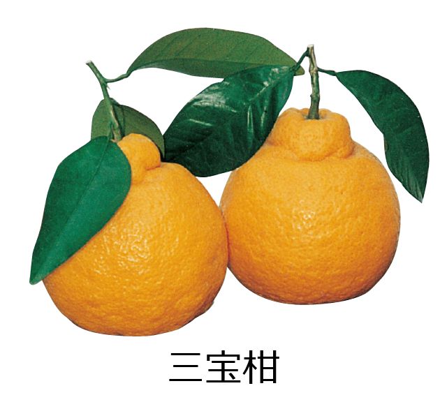三宝柑