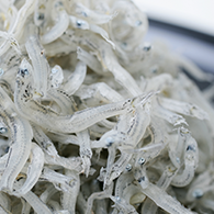 天日干しちりめん：まるとも海産